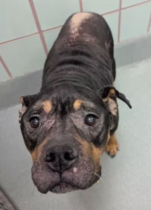 dog surrendered to shelter