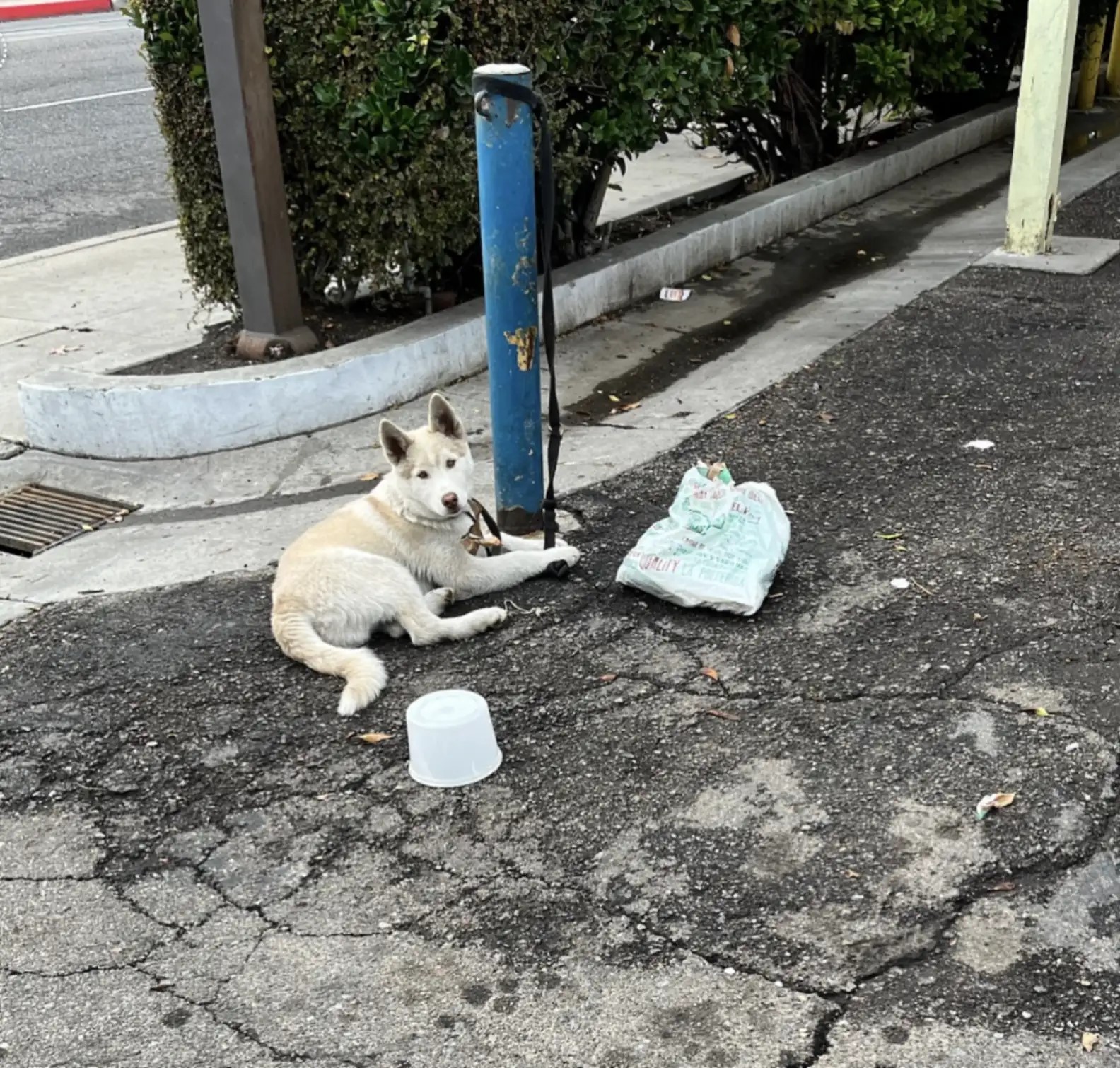 dog tied to a pole