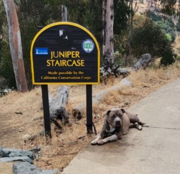 dog tied to a sign