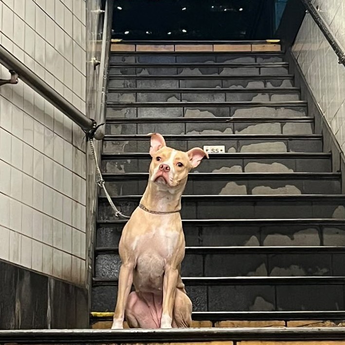 dog tied to pole