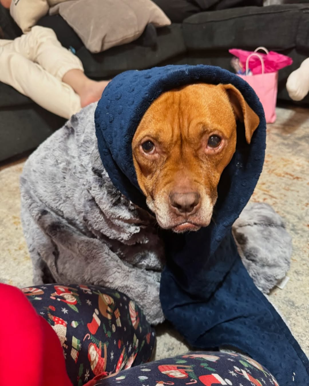 dog under blanket