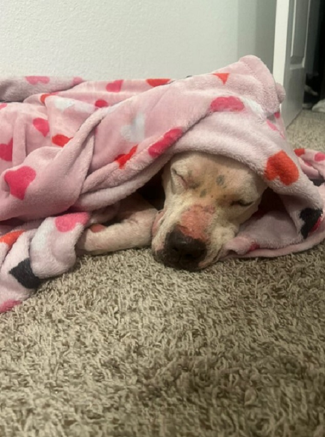 dog under blanket