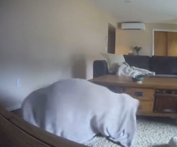 dog under blanket