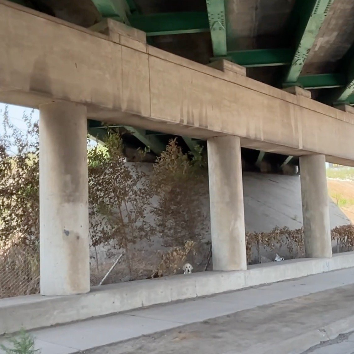 dog under bridge