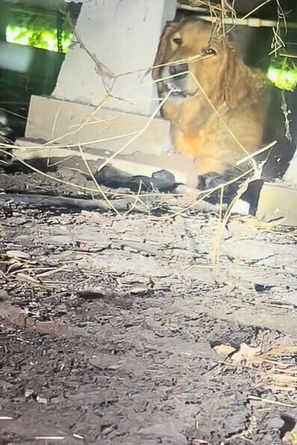 dog under house