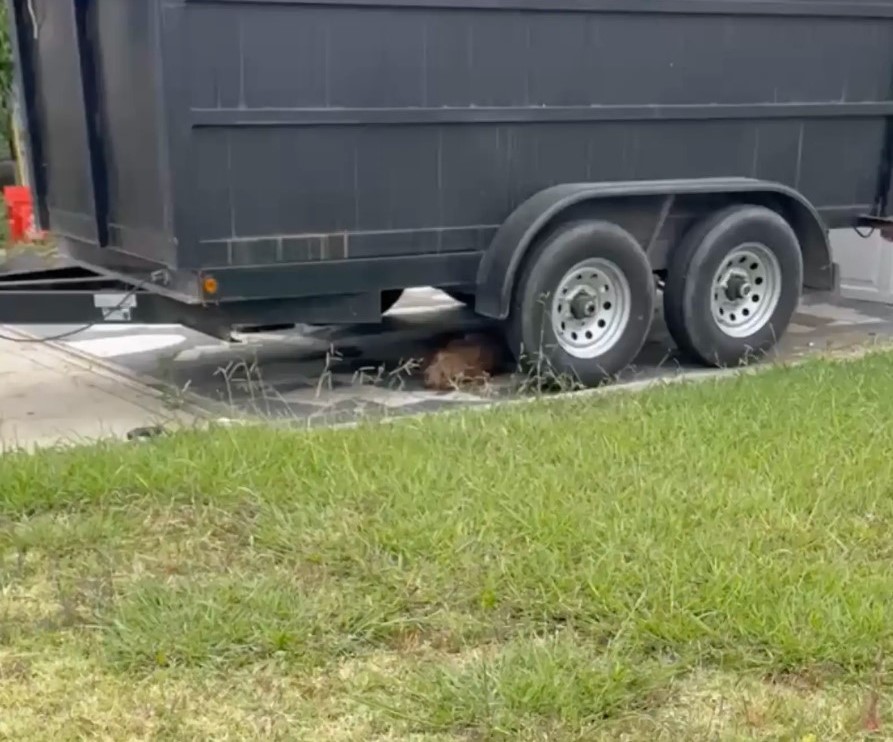 dog under trailer