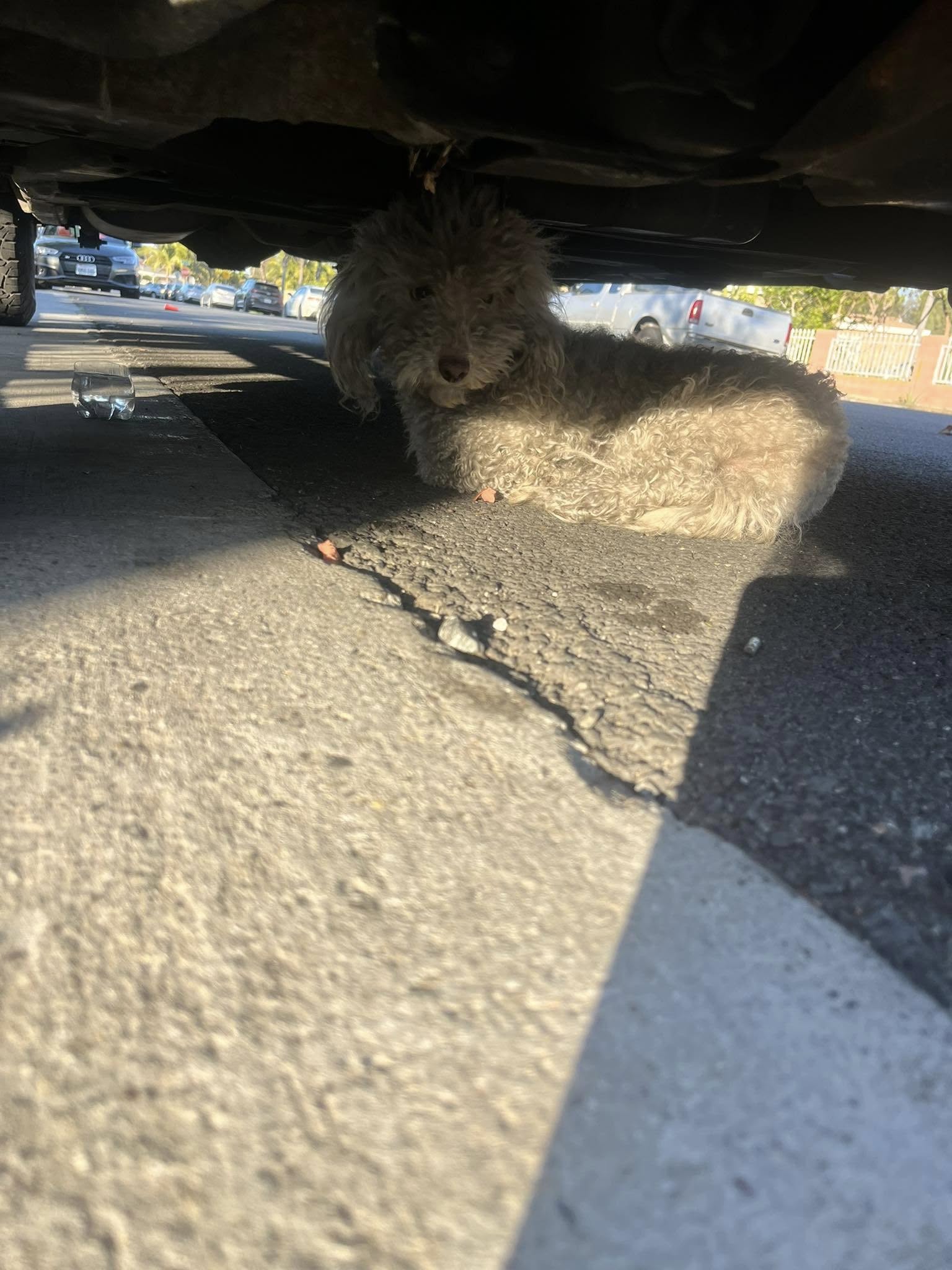 dog under truck