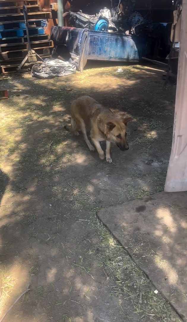 dog walking around