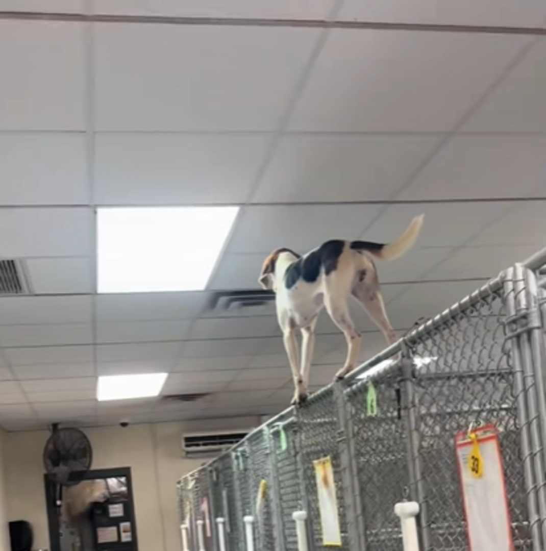 dog walking on fence