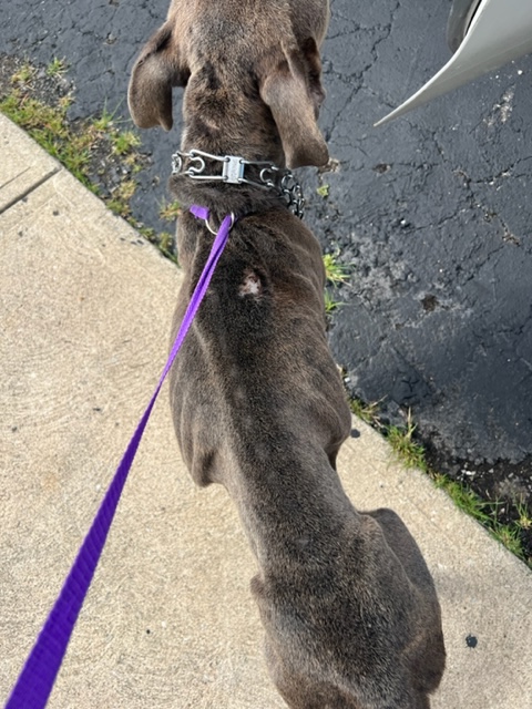 dog walking on leash