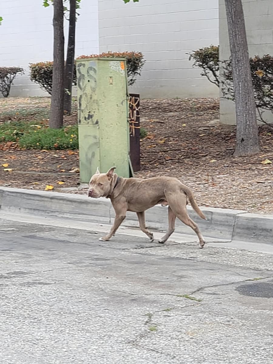 dog walking on road