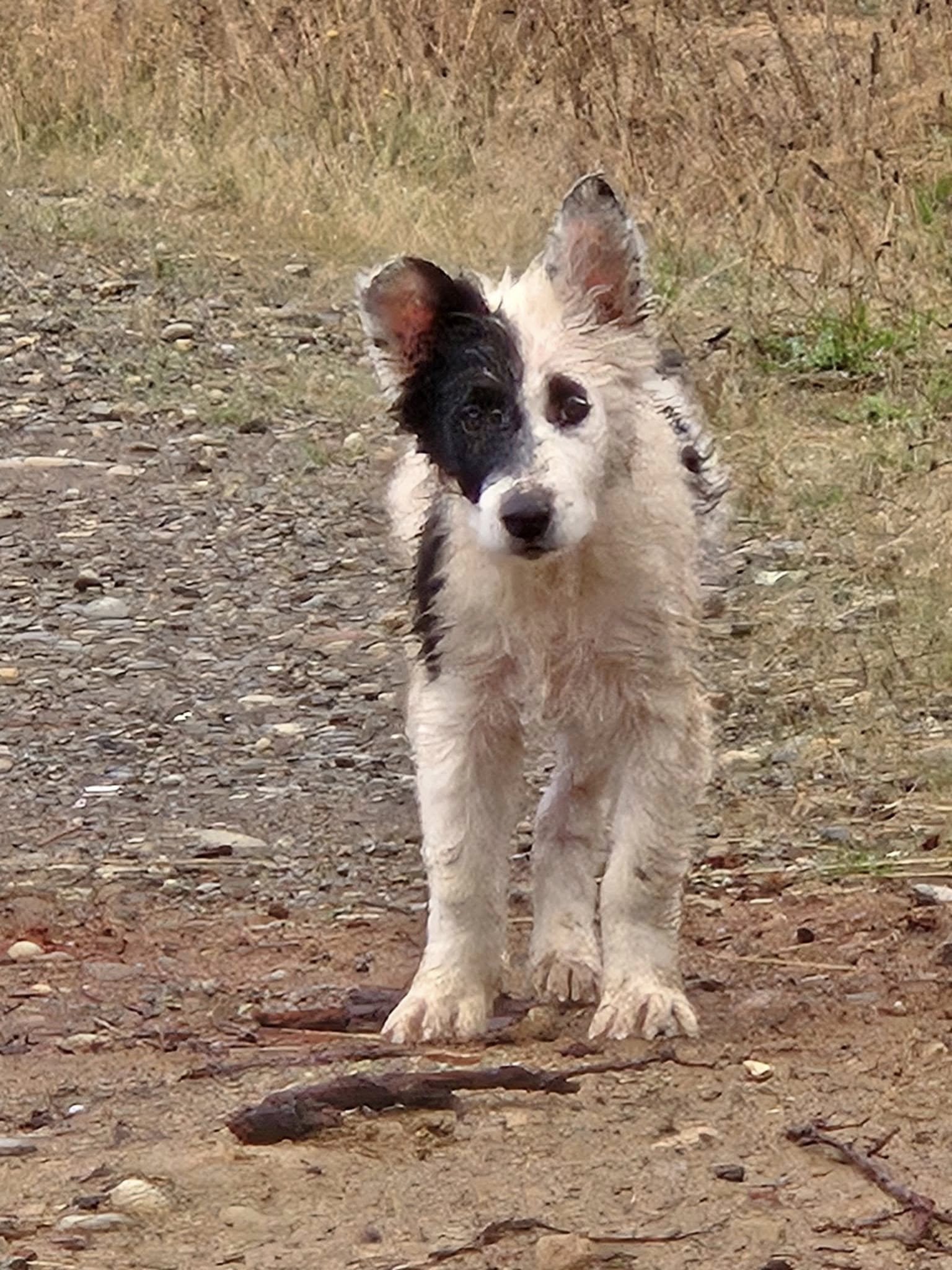 dog walking on road