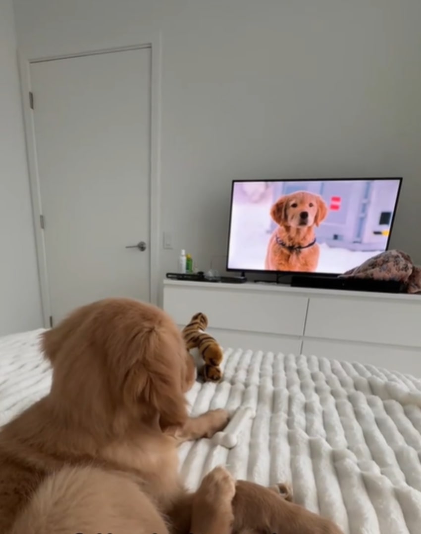 dog watching a dog on TV