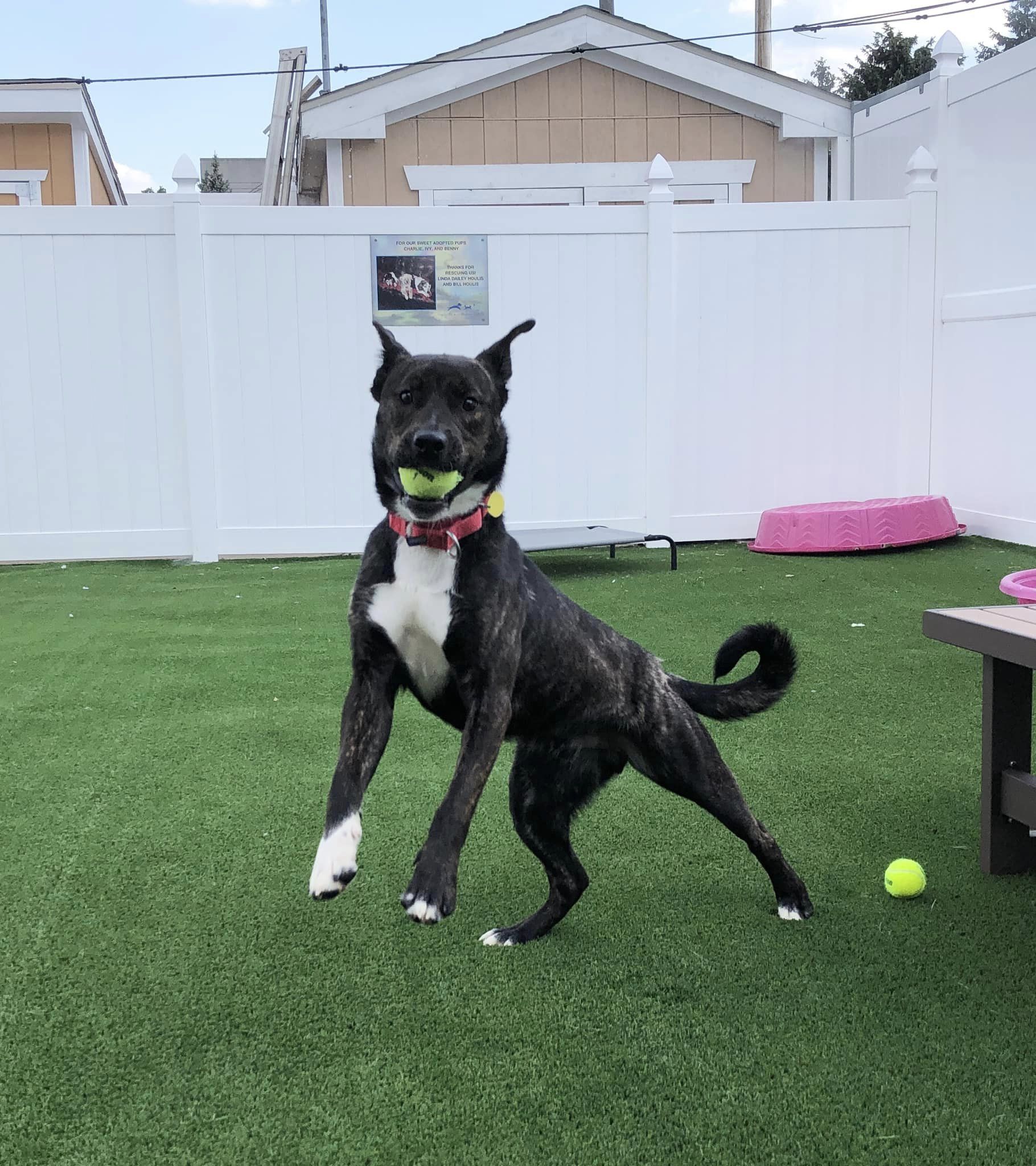 dog with ball in mouth