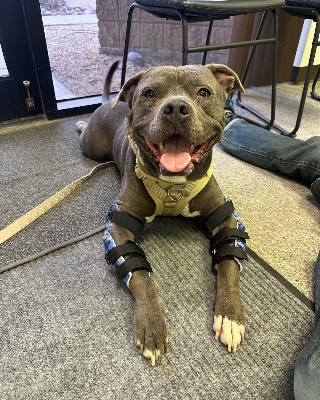 dog with braces