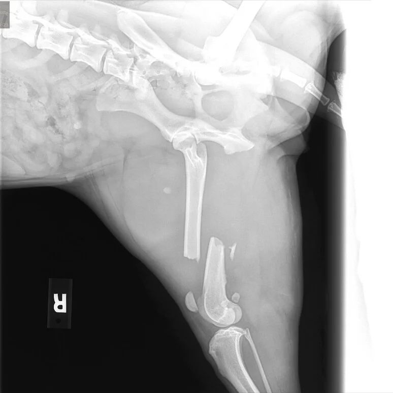 dog with broken leg