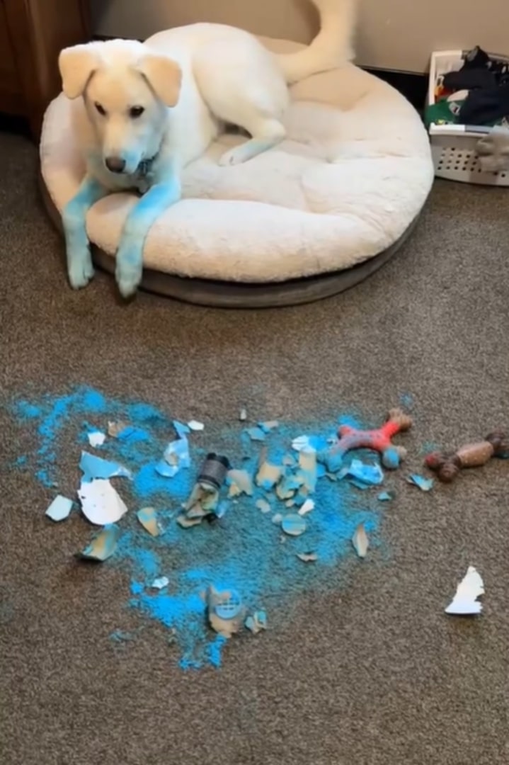 dog with colored legs