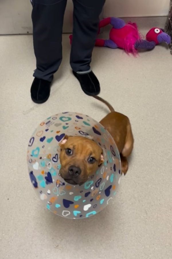dog with colorful cone