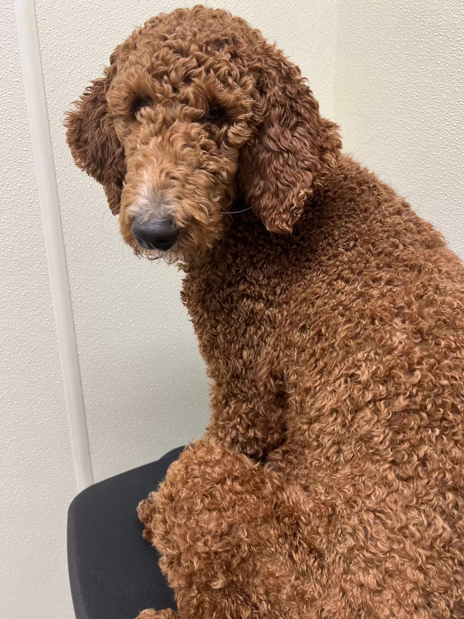 dog with curly fur