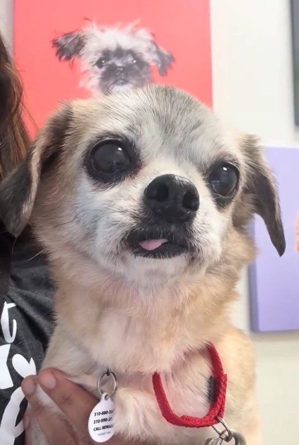dog with cute eyes