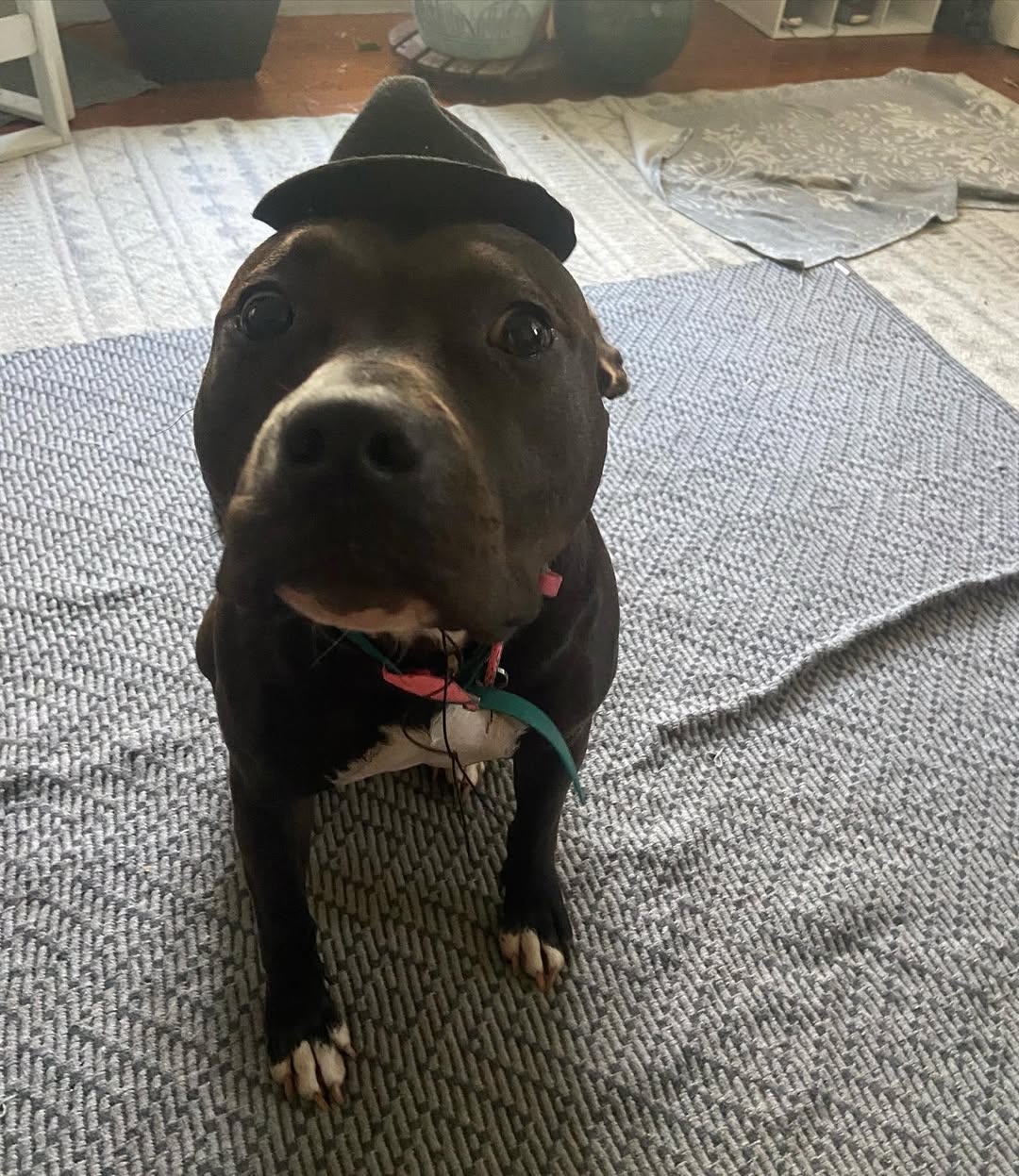 dog with hat