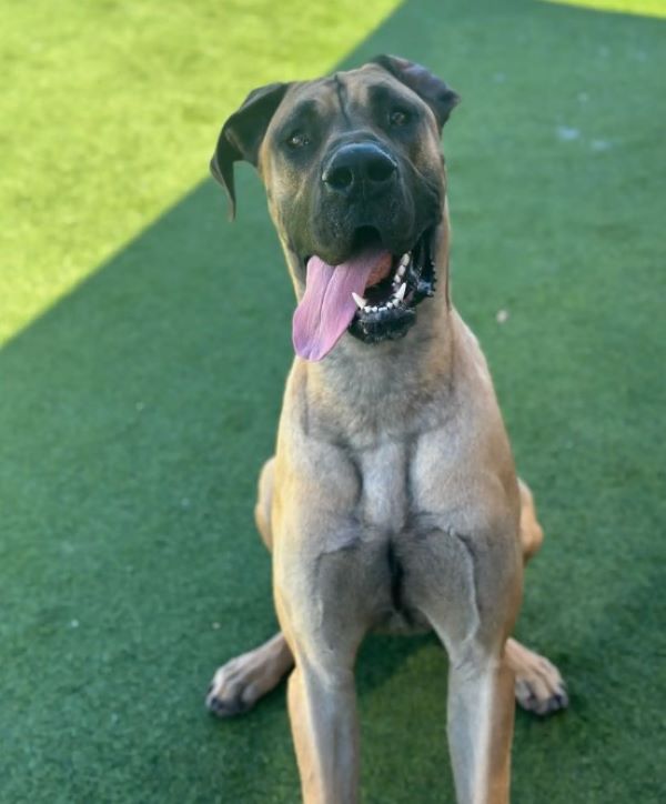 dog with his tongue out