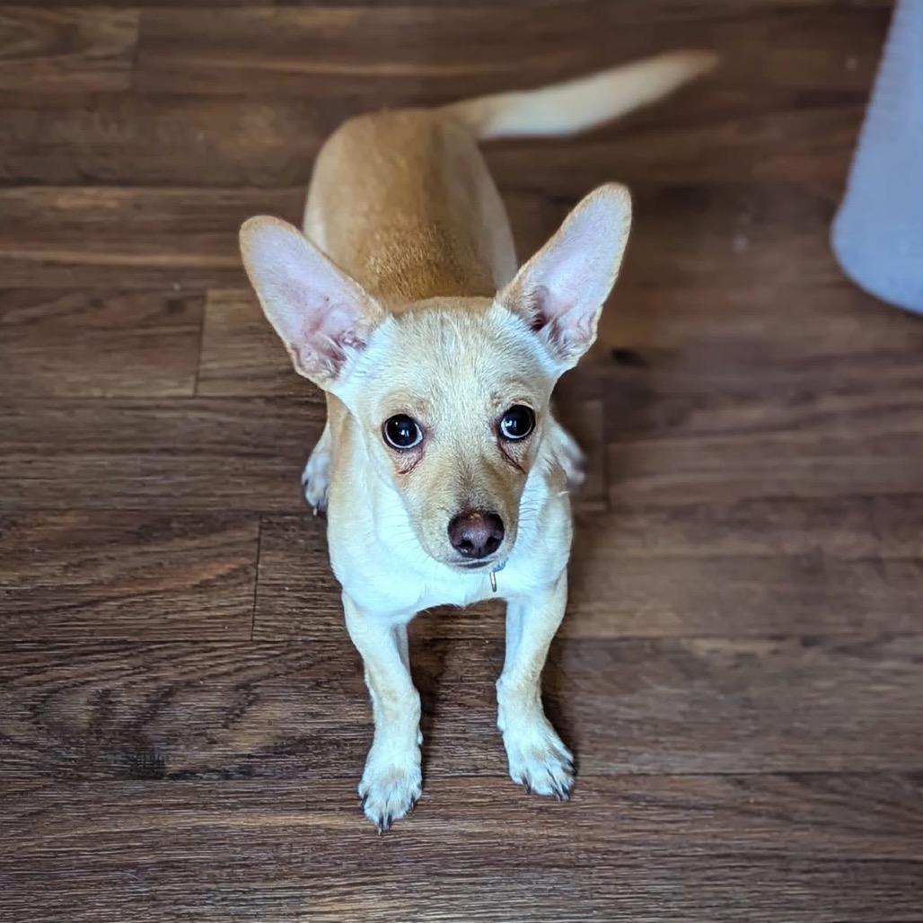 dog with long ears