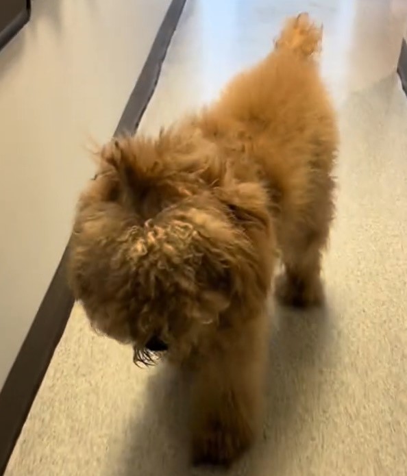 dog with long fur