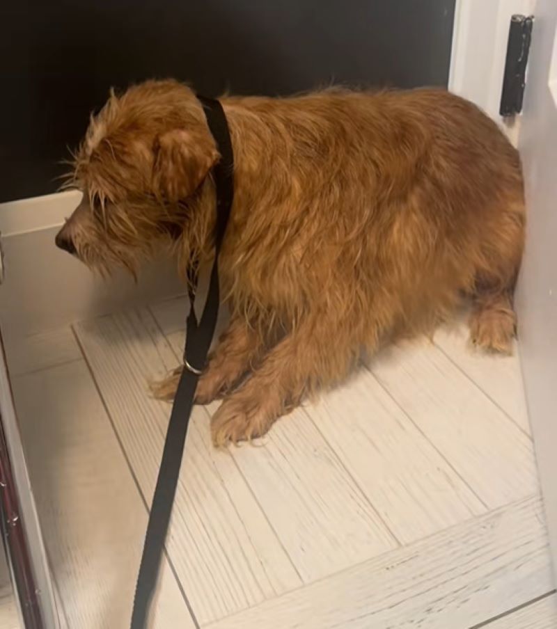 dog with long fur