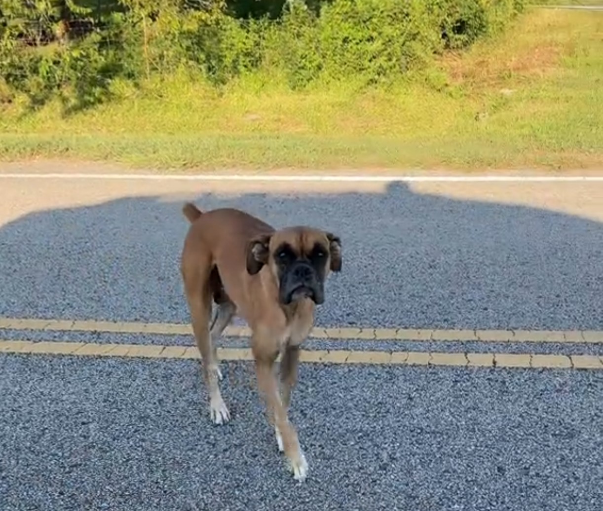 dog with long legs