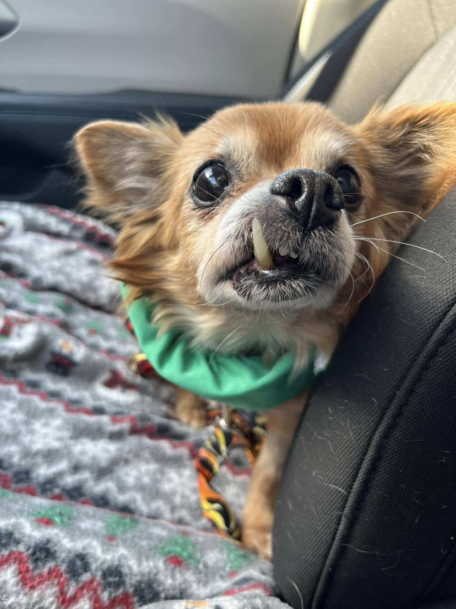 dog with long tooth
