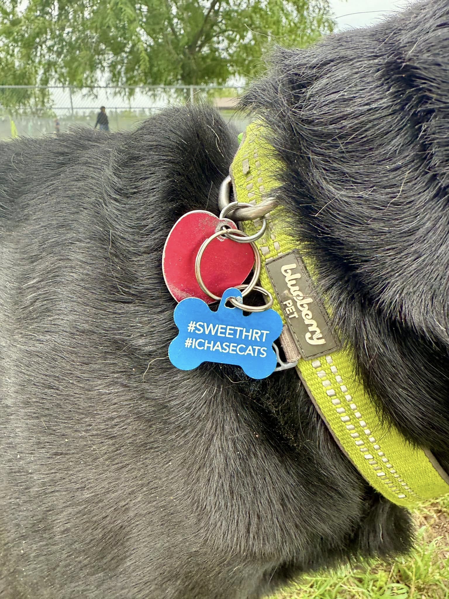 dog with necklace