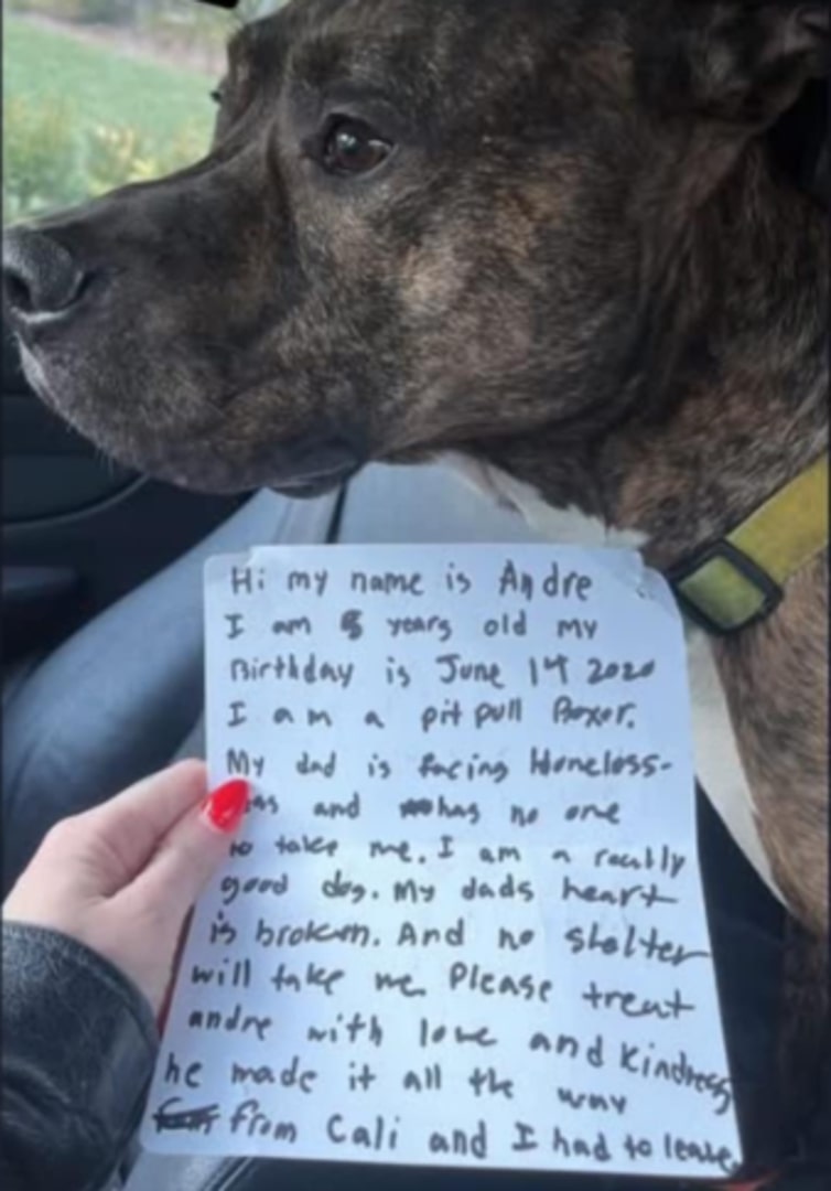 dog with note
