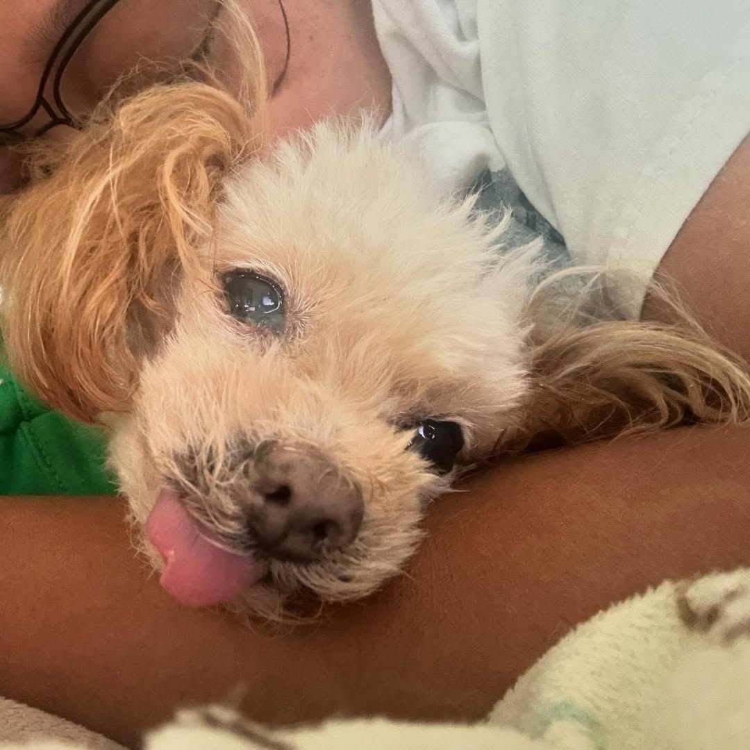 dog with odd shaped tongue