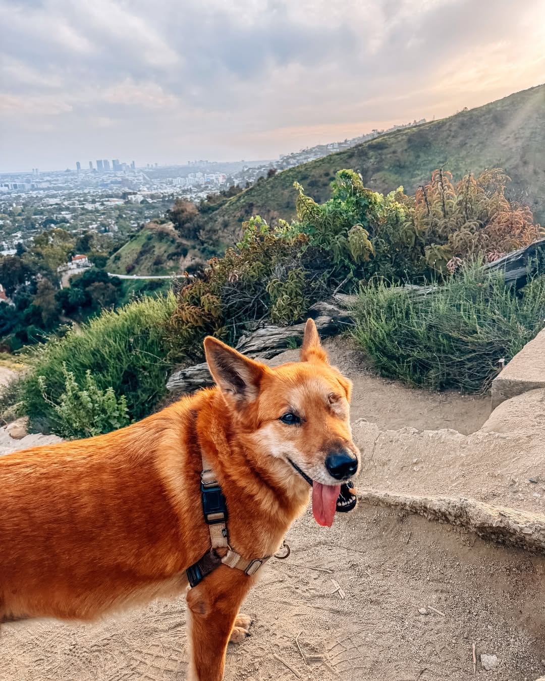 dog with one eye