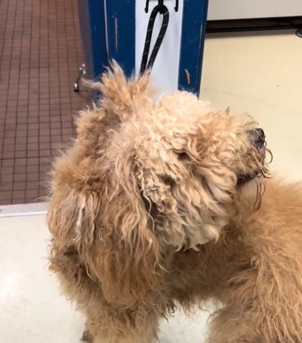 dog with overgrown fur