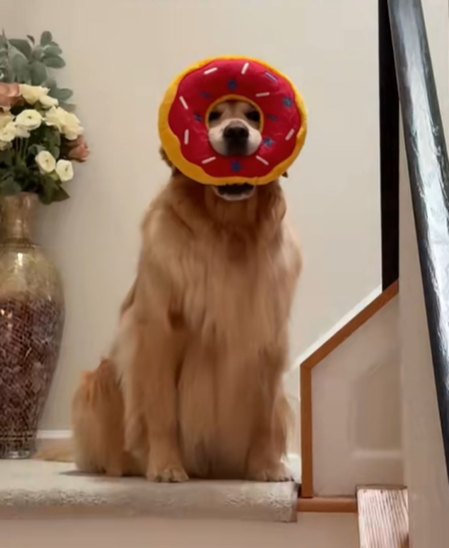 dog with pillow on face