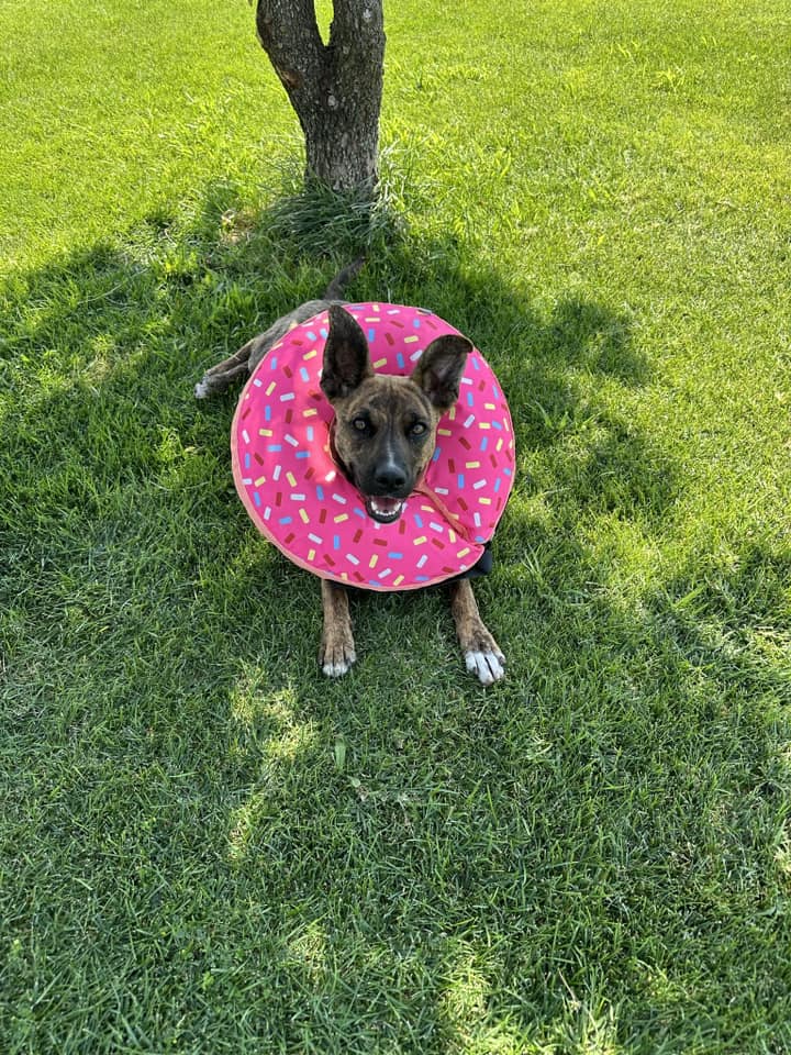 dog with pink cone around neck