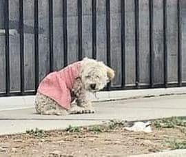 dog with pink dress