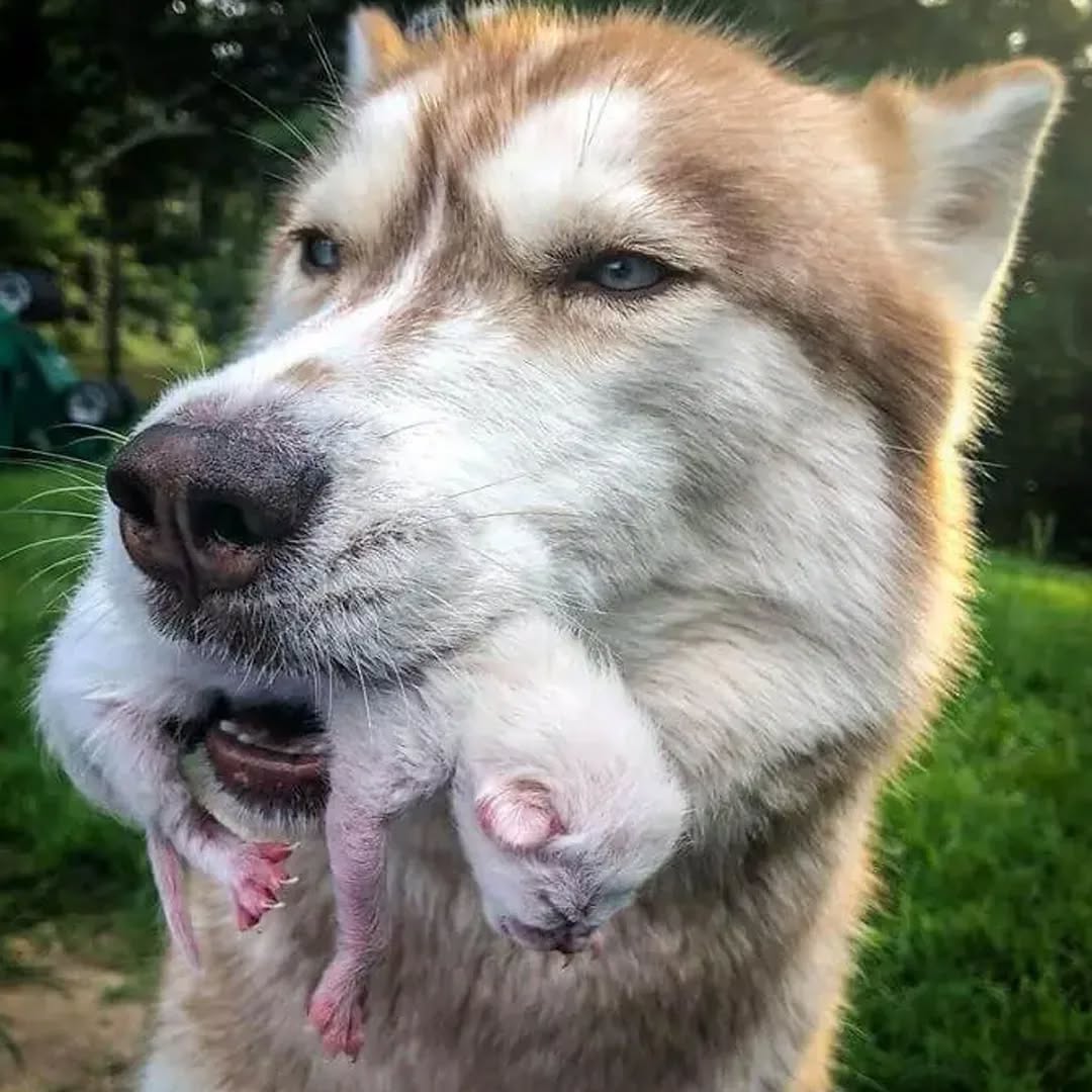 dog with puppy in mouth