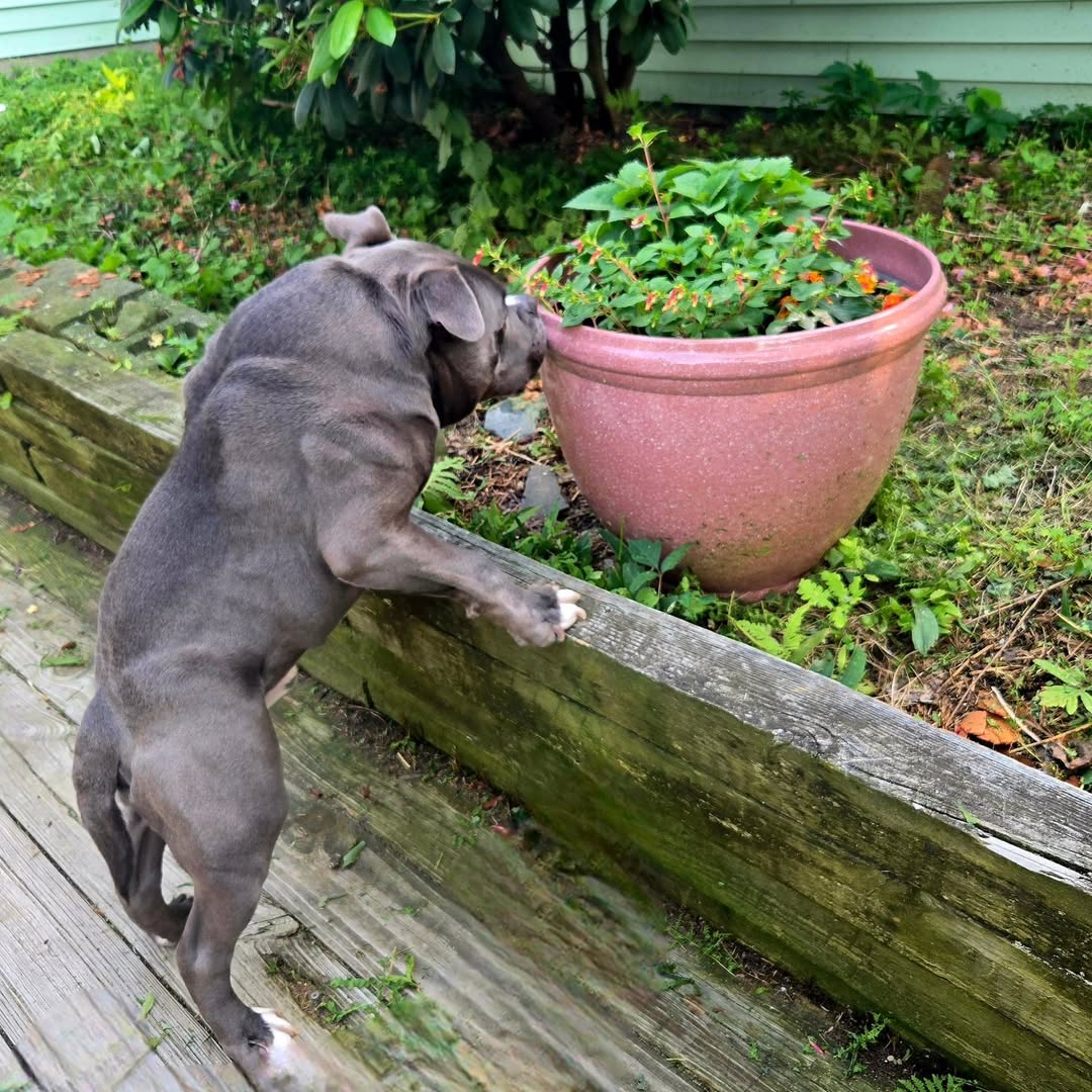 dog with rare condition