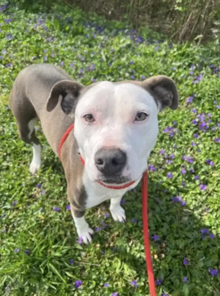 dog with red leash outside