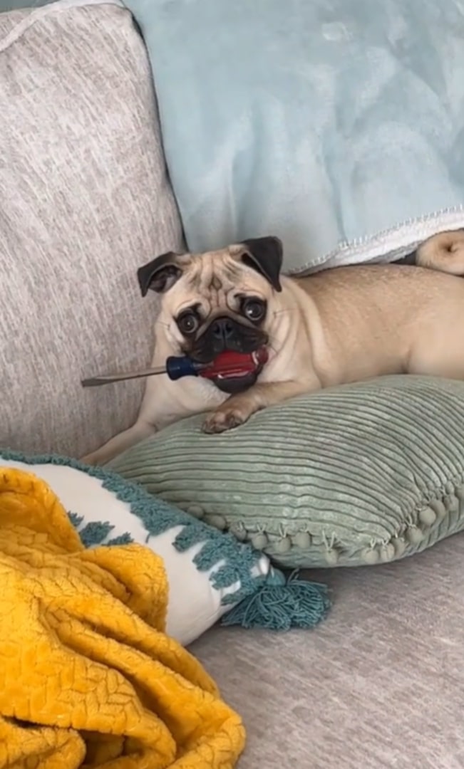 dog with screwdriver in mouth
