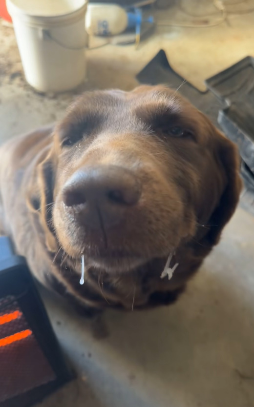dog with something in his mouth