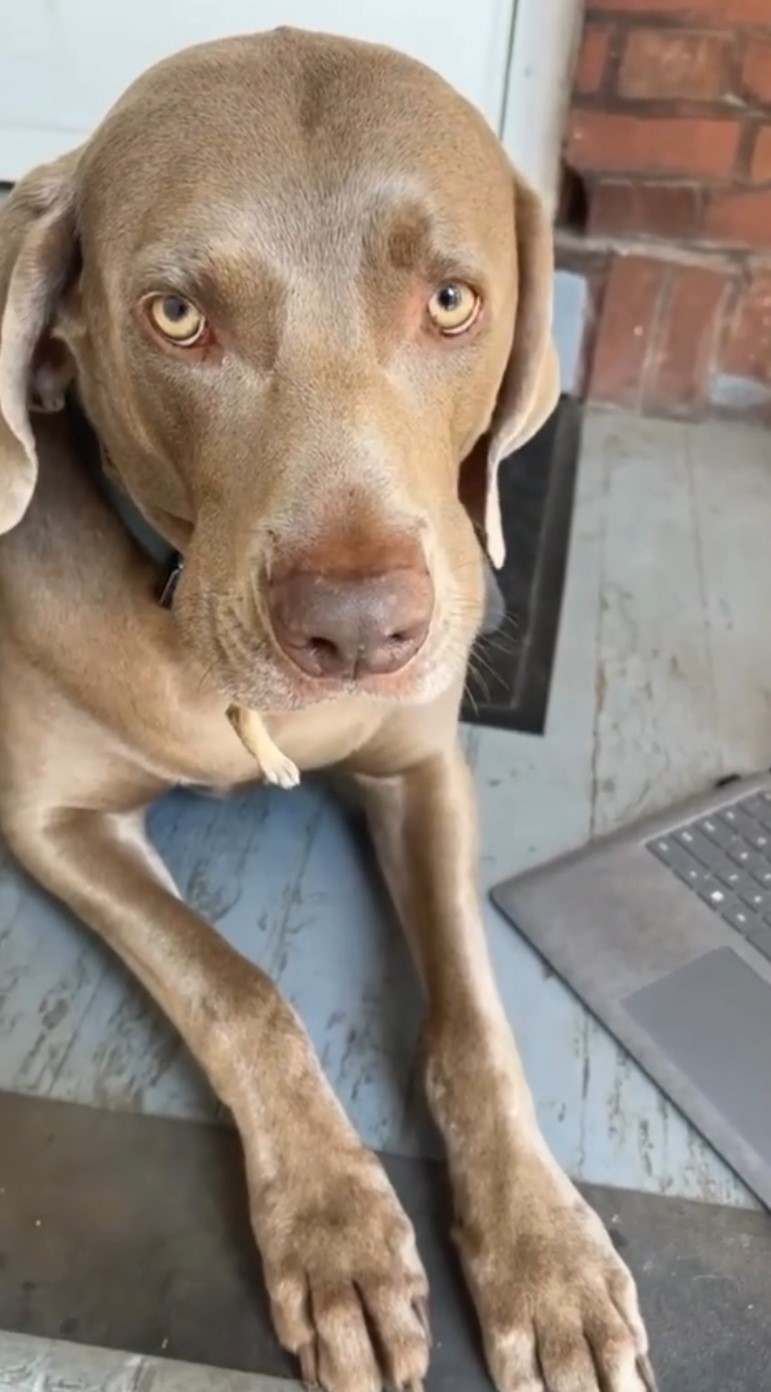 dog with something in mouth