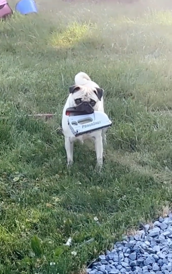 dog with stapler in mouth
