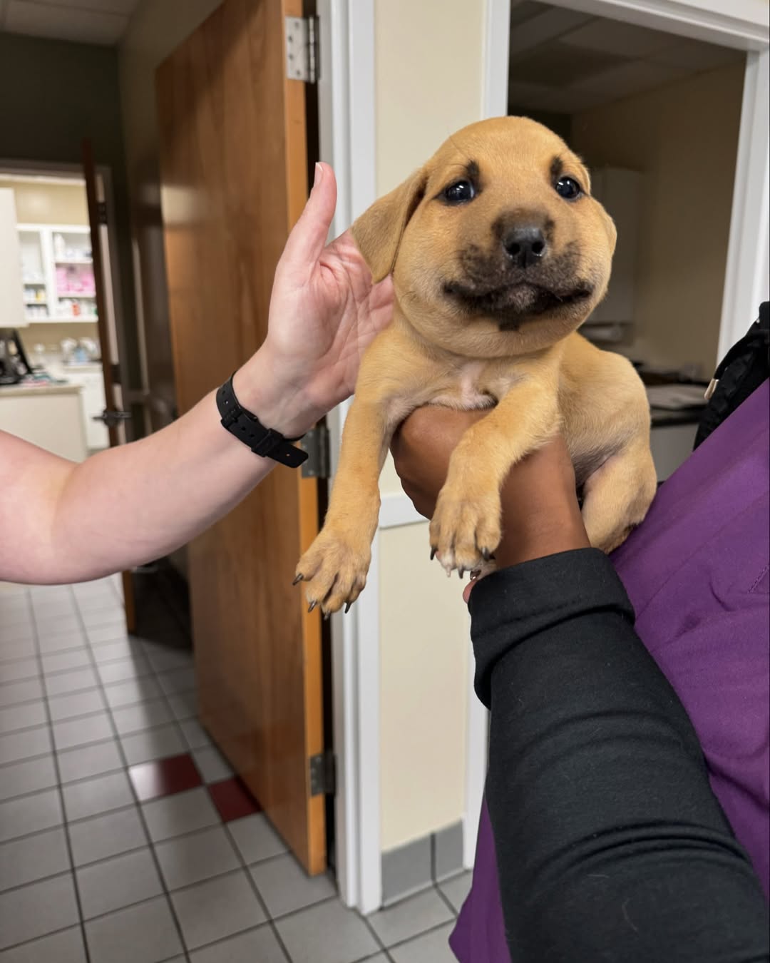 dog with swollen face