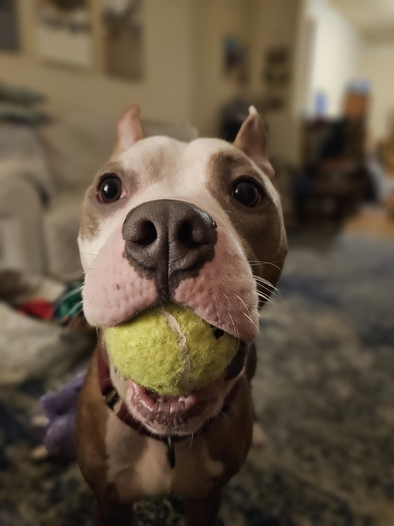 dog with tennis ball in mouth