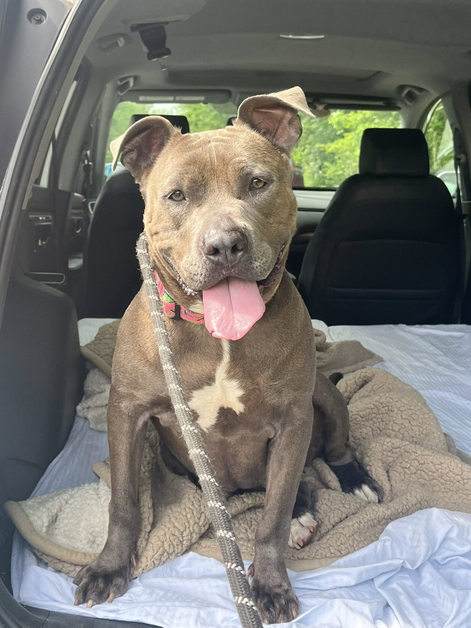 dog with tongue out