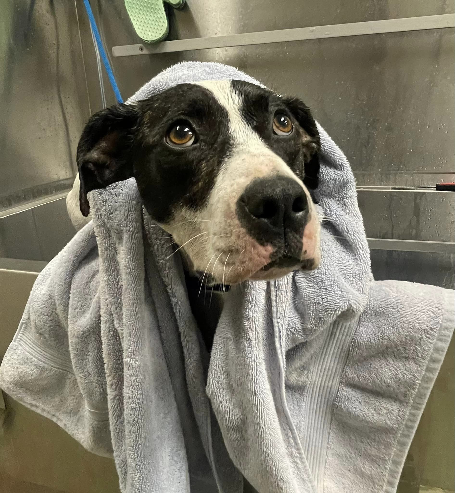 dog with towel